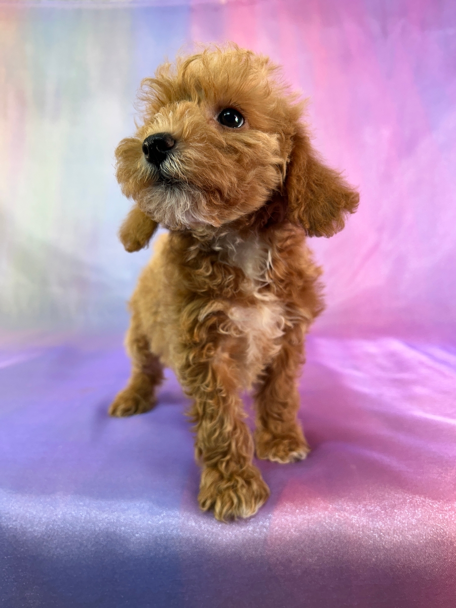 Female F1b Miniature Schnoodle Puppy for Sale DOB 1-15-2026 $950